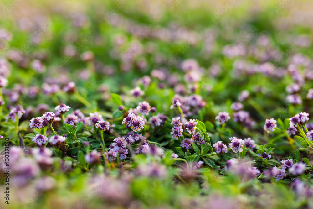 small purple flowers on green background, Selective focusing and macro shot