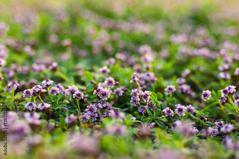 small purple flowers on green background, Selective focusing and macro shot small purple flowers on green background, Selective focusing and macro shot