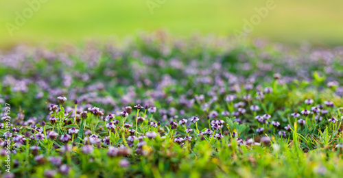 small purple flowers on green background, Selective focusing and shallow depth of field.