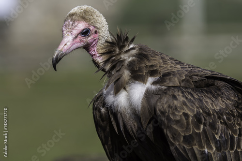 Hooded vulture. Sad close up of an endangered species