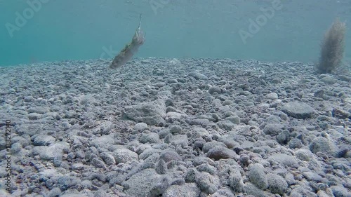 Pharaoh Cuttlefish Hunting Fish. Picture of pharaoh cuttlefish (Sepia pharaonis) hunting fish in the tropical reef of the Red Sea, Dahab, Egypt. photo