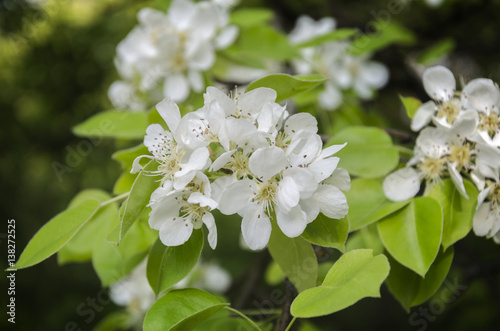 Spring flowering pear