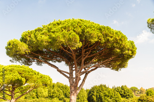 Slika na platnu Stone pine or Pinus pinea