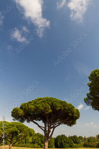 Stone pine or Pinus pinea, copy space at top.