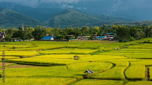 Rice terraces on mountain in Nan Province  northern of Thailand.