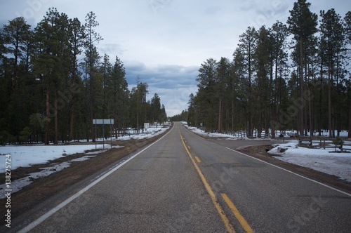 Disappearing Forest Road - Arizona, USA