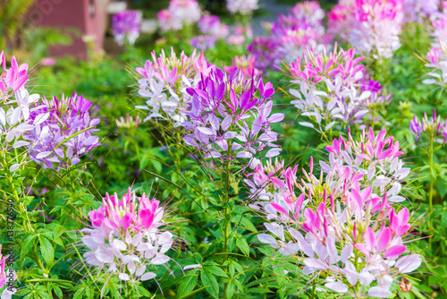 Pink Spider flower or Cleome spinosa photo