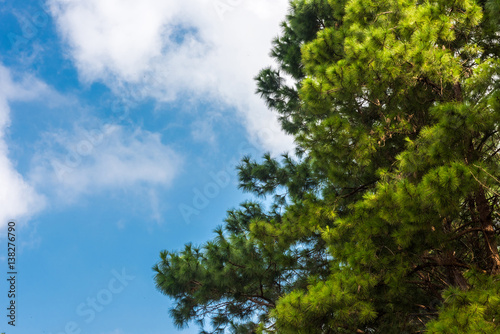 Fototapeta Naklejka Na Ścianę i Meble -  Pine branch against the blue sky.