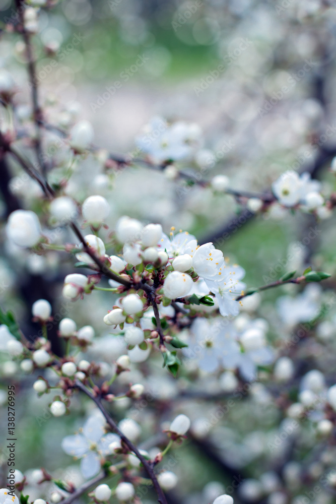 blossom spring-flowers with shallow depth of field blossom spring-flowers with shallow depth of field