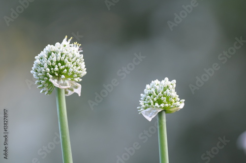 Fényképezés Onion Bloomy