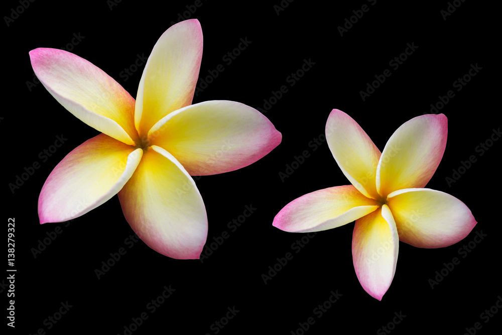 Fototapeta premium Isolated pink yellow flower frangipani or plumeria bunch on black background