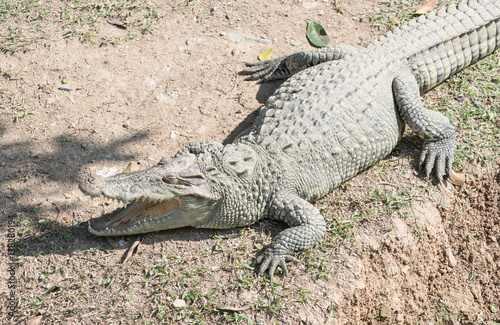 Thai freshwater crocodile with open mouth in farm