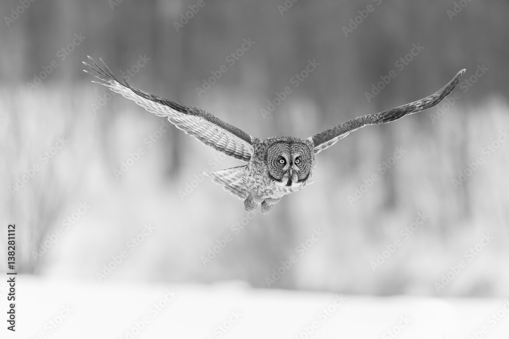 Fotobehang met The great grey owl in the golden light. The great gray is a very large bird, documented as the world's largest species of owl by length. Here it is seen searching for prey in Quebec's harsh winter. #138281112