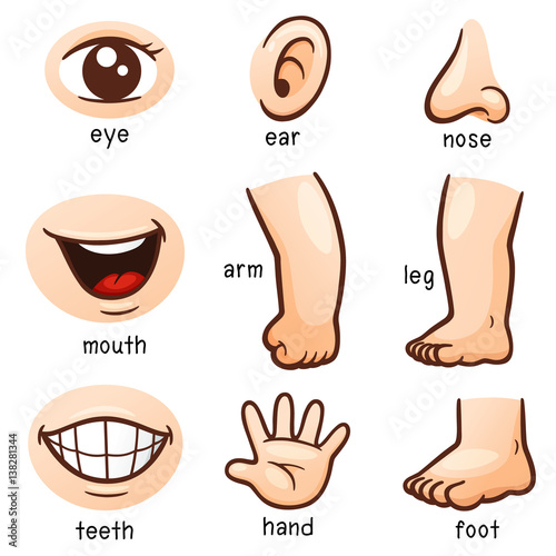 Vector illustration of Vocabulary part of body