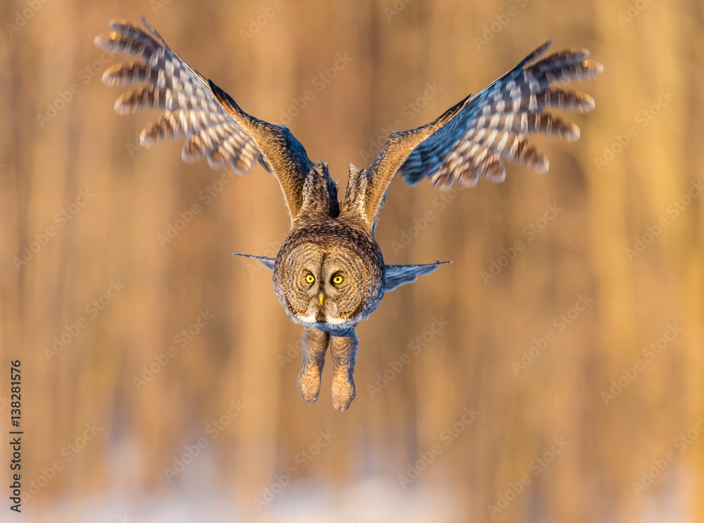 Obraz premium The great grey owl in the golden light. The great gray is a very large bird, documented as the world's largest species of owl by length. Here it is seen searching for prey in Quebec's harsh winter.