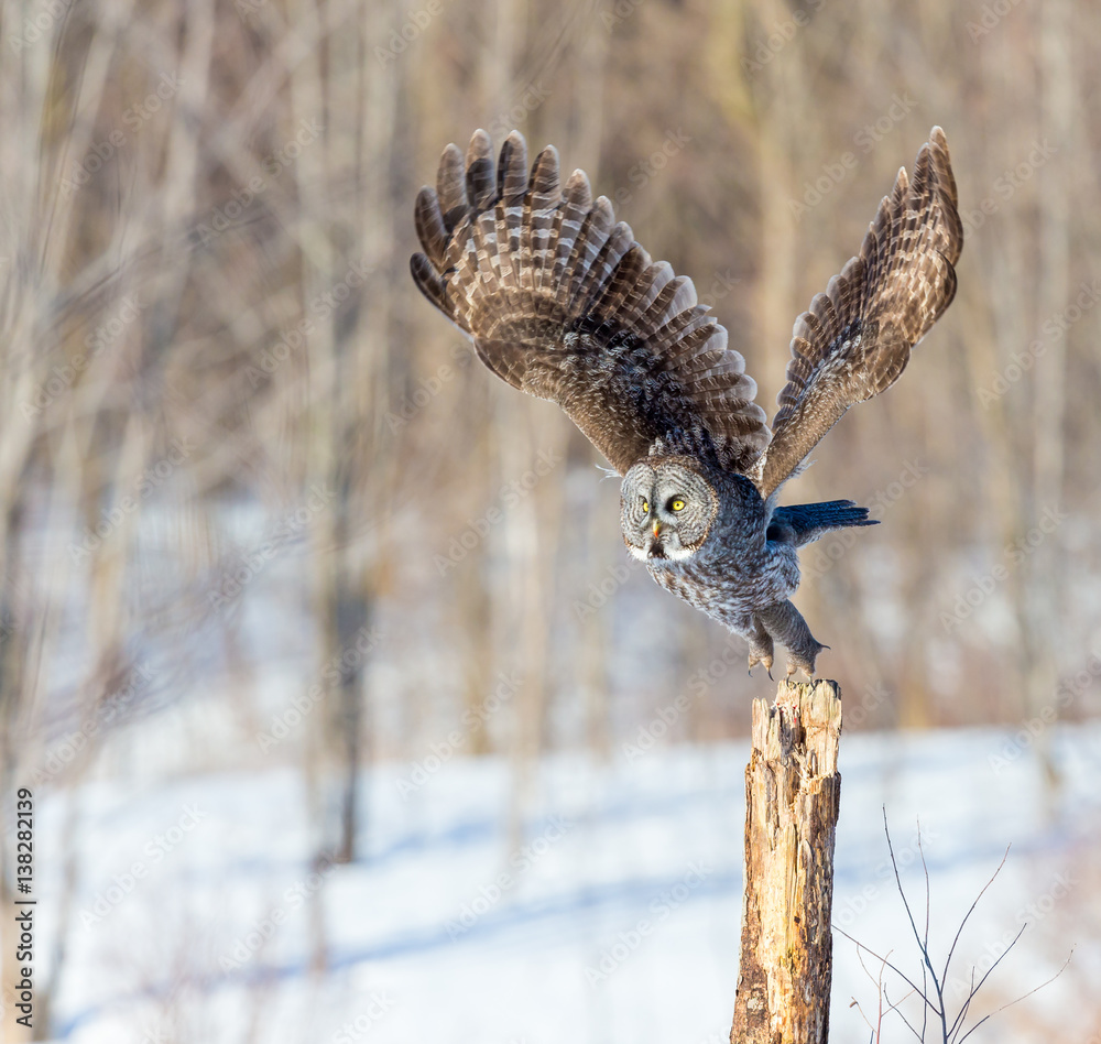 Obraz premium The great grey owl in the golden light. The great gray is a very large bird, documented as the world's largest species of owl by length. Here it is seen searching for prey in Quebec's harsh winter.