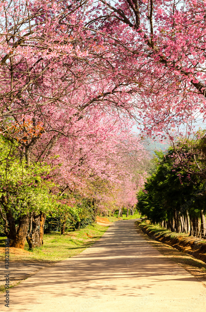 Naklejka premium pink flower tunnel of Sakura or Wild Himalayan Cherry tree in outdoor park at Khun Wang Royal Project of Chiang Mai,Thailand