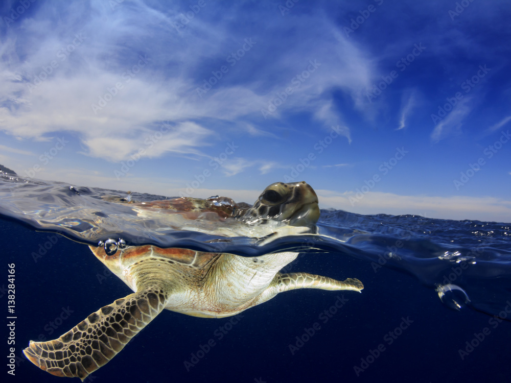 Fototapeta premium Sea Turtle. Green Turtle comes up to surface to breathe