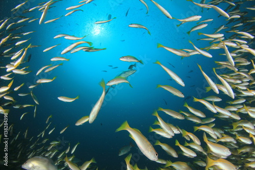 Fish in ocean. Snapper fish school. 