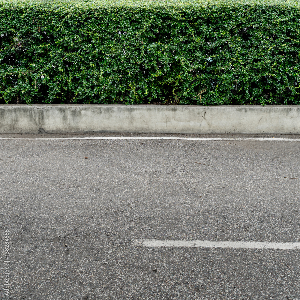 Obraz premium Green hedge fence