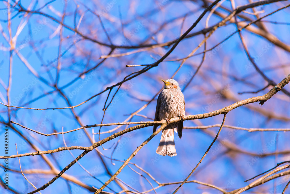 Brown-eared Bulbul bird,in Showa Kinen Park,Tokyo,Japan Brown-eared Bulbul bird,in Showa Kinen Park,Tokyo,Japan