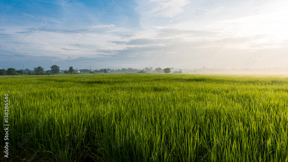 Beautiful rice field and dew in the morning