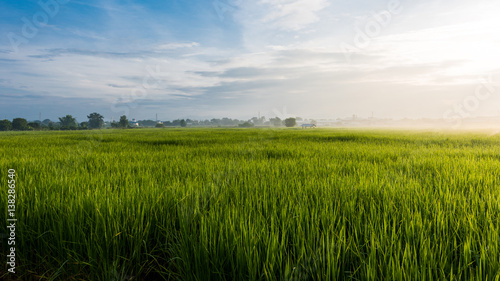 Beautiful rice field and dew in the morning