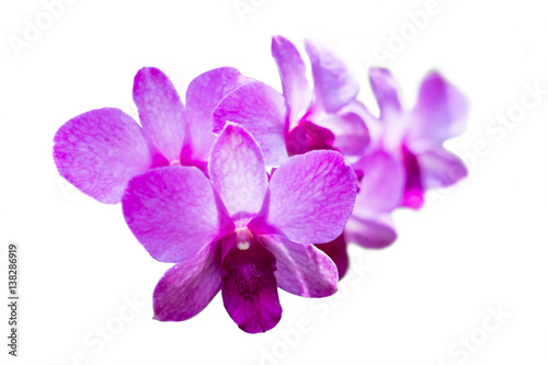 Orchid On a white background