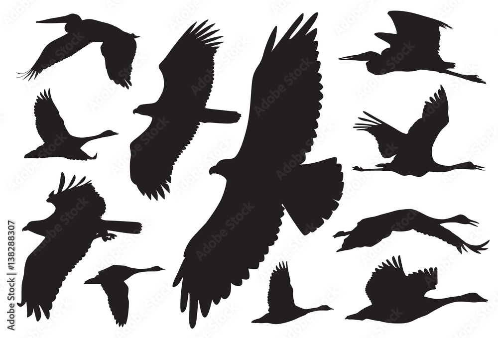 Obraz premium Birds Flying