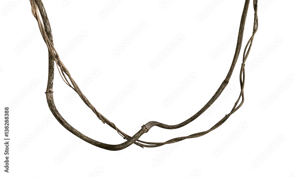 Twisted wild liana jungle vine isolated on white background, clipping path included Twisted wild liana jungle vine isolated on white background, clipping path included