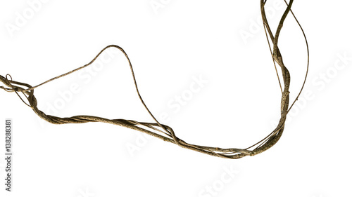 Fotografiet Twisted wild liana jungle vine isolated on white background, clipping path inclu