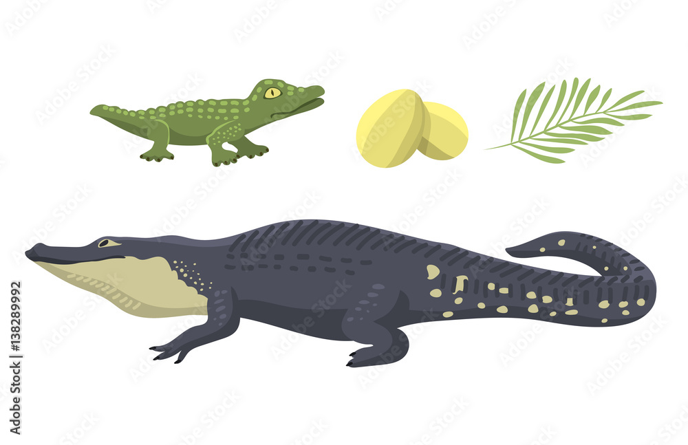 Cartoon green crocodile danger predator and australian wildlife river reptile carnivore alligator with scales teeth flat vector illustration.
