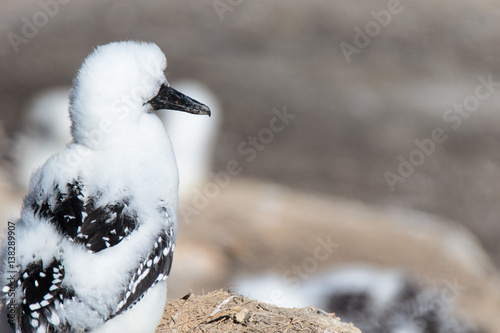 A young Gannet chick from behind
