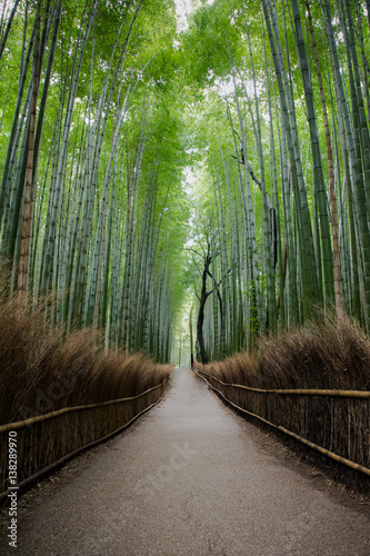 Fototapeta Naklejka Na Ścianę i Meble -  Arashiyama bamboo grove