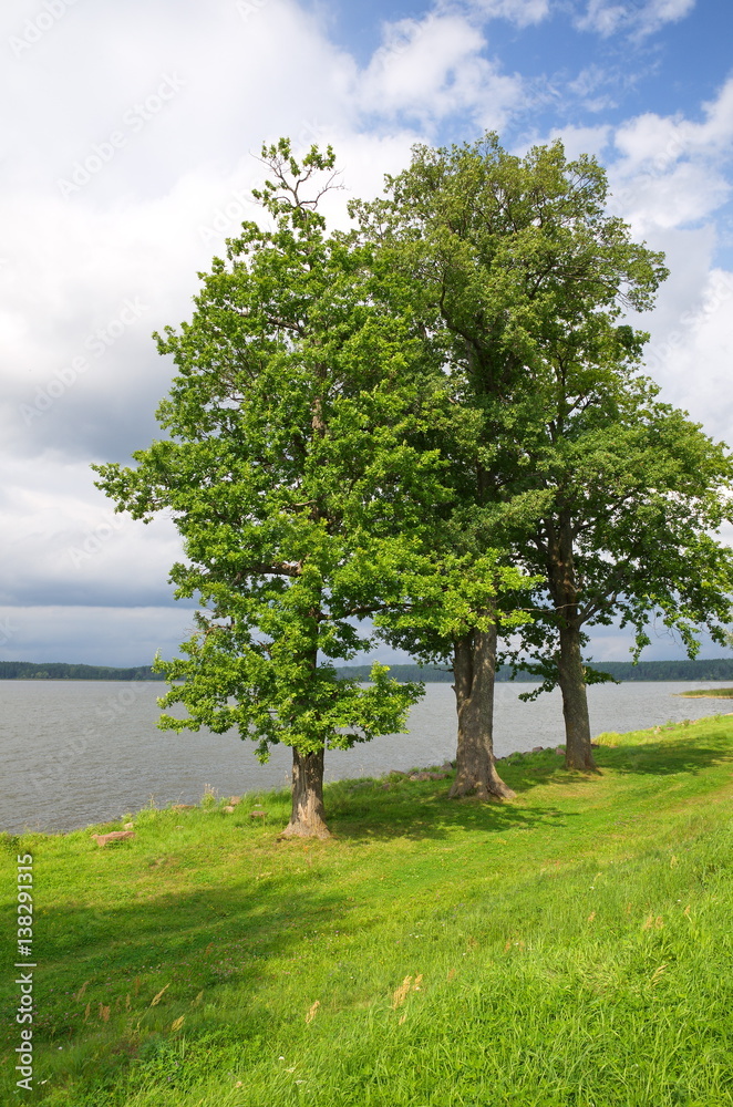Summer landscape with trees on the shore of lake Seliger