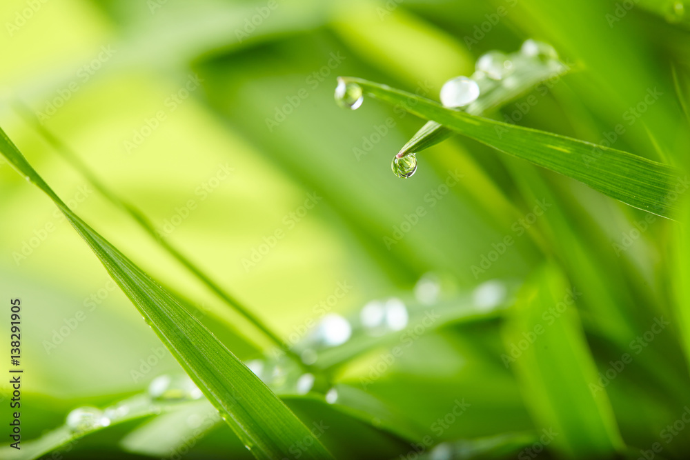 Fototapeta premium water drops on the green grass