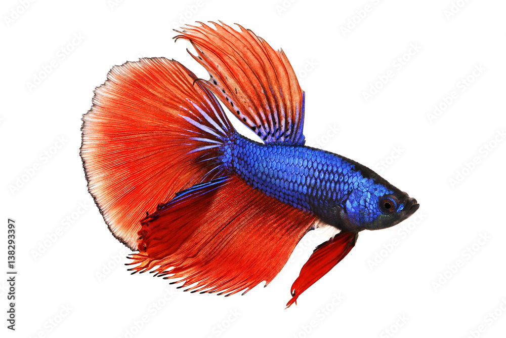 Fototapeta premium Betta splendens Siamese fighting aquarium fish 
