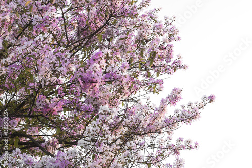 Lagerstroemia loudonii flower tree on white background