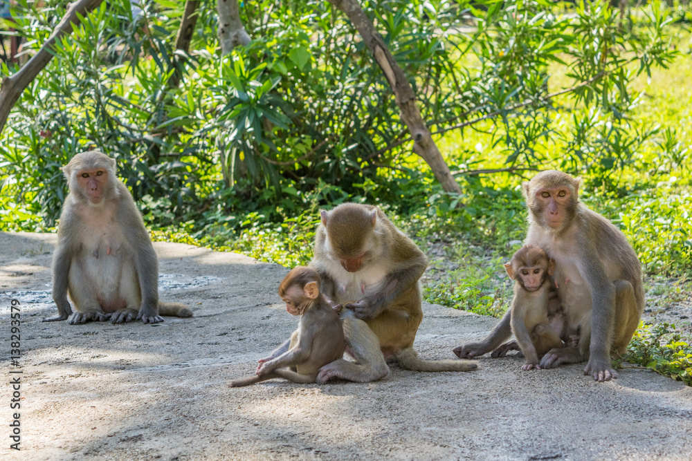 Naklejka premium Monkey family sitting close together in a jungle on a trail - Vietnam Nha Trang bay