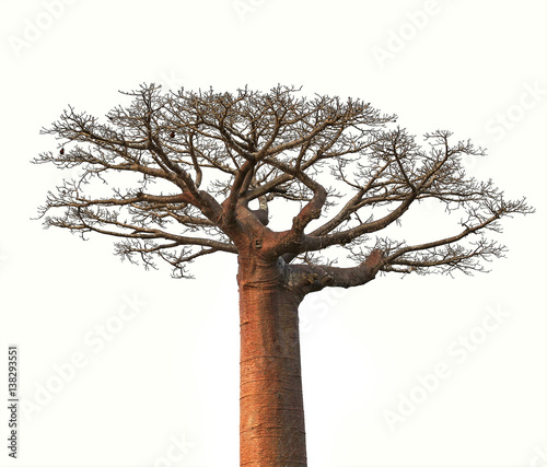 Isolated Boaobab tree from Madagascar finance business concept