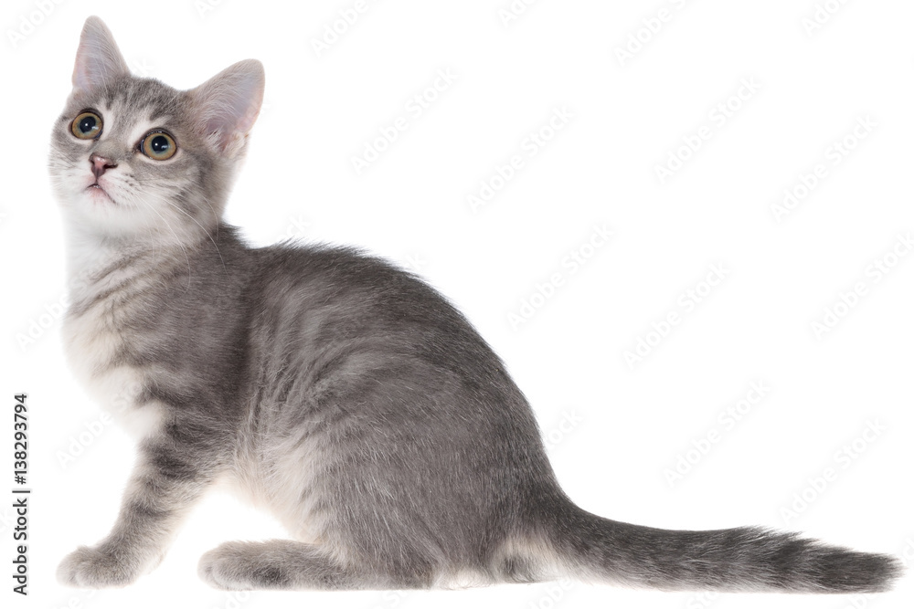 British shorthair tabby kitten funny isolated.