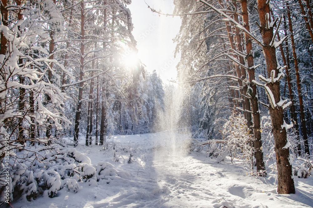 Obraz premium Winter bright air white frozen pine trees forest taiga in snow on the background of sun Altai Mountains, Siberia, Russia