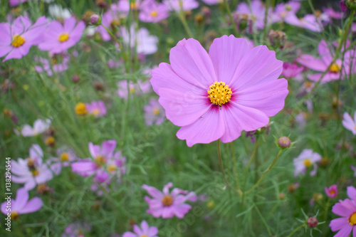 pink Cosmos flowers 