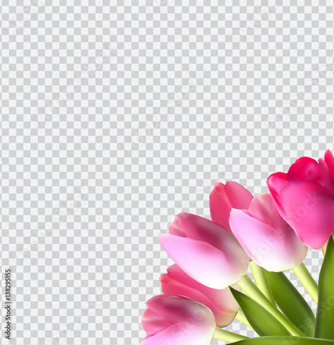 Fototapeta Naklejka Na Ścianę i Meble -  Beautiful Pink Realistic Tulip on Transparent Background Vector 