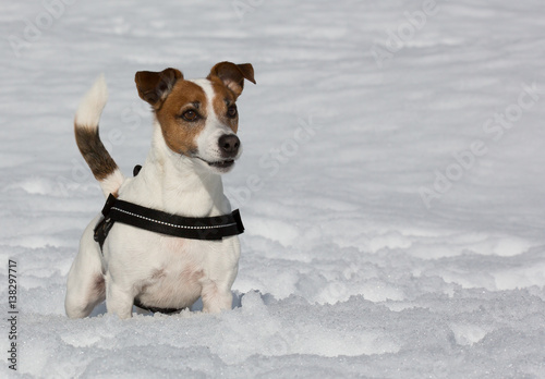 Jack-Russell-Terrier © grizzlybaerin
