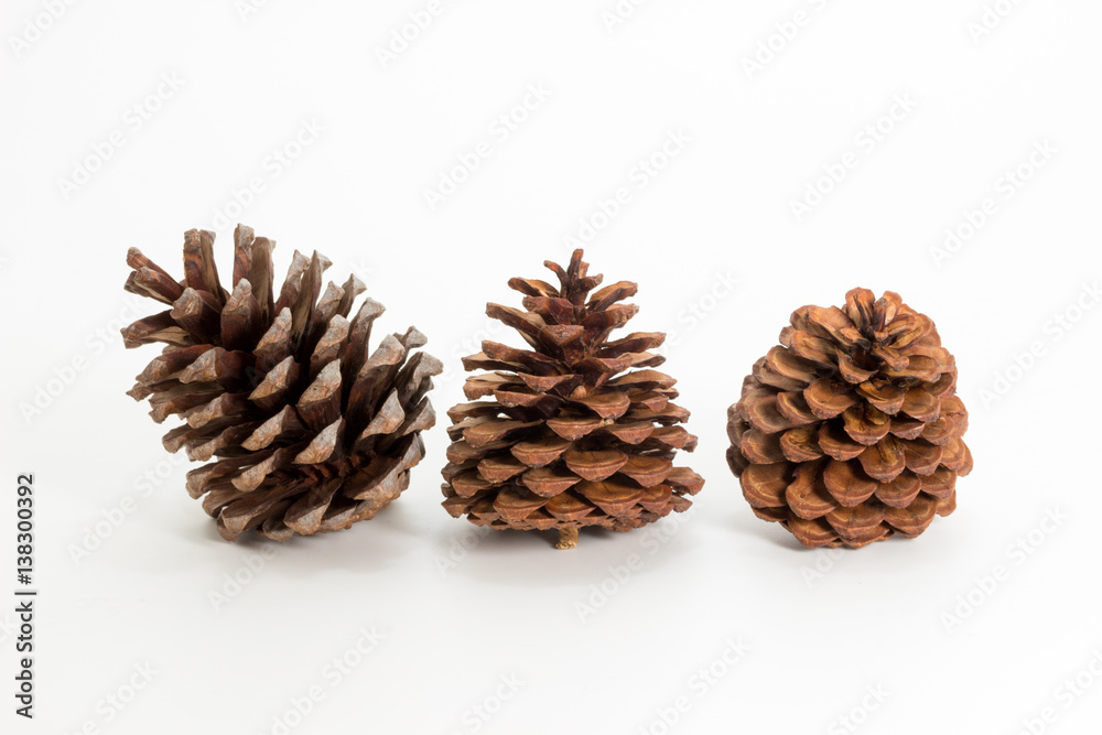 Single pine cone