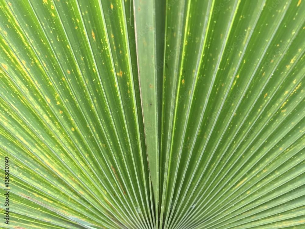 Fototapeta premium Palm leaf texture