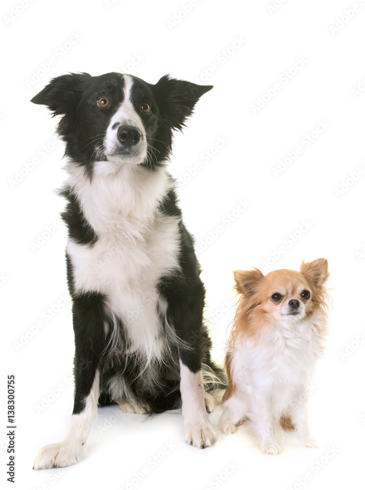 Border collie and chihuahua cheap
