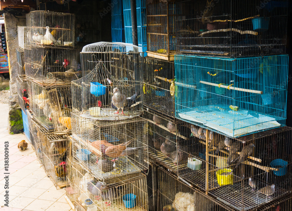 Birds selling shop near me cheap