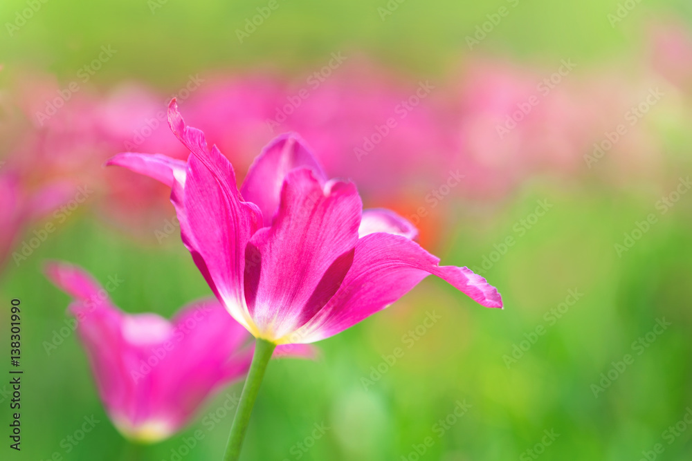 Purple tulip on the background of green grass close-up.